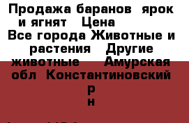 Продажа баранов, ярок и ягнят › Цена ­ 3 500 - Все города Животные и растения » Другие животные   . Амурская обл.,Константиновский р-н